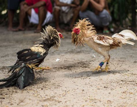 cock fighting pics